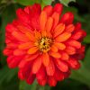 Zinnia Zahara Double Fire