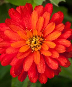 Zinnia Zahara Double Fire