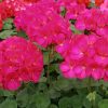 Geranium Zonal Geranium Eva H