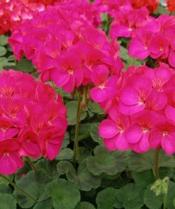 Geranium Zonal Geranium Eva H