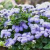 ageratum-blue