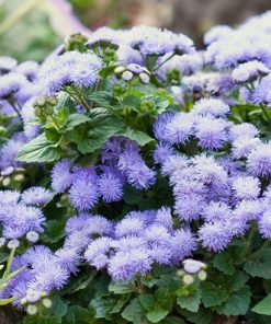 ageratum-blue