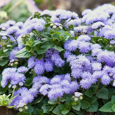 ageratum blue