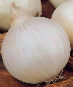Onion Seeds Agostana White