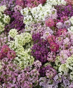 Alyssum Magic Circles
