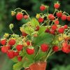 HT Alpine Strawberry seeds Baron von Solemacher pelleted 100s
