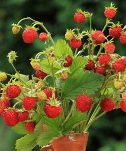 HT Alpine Strawberry seeds Baron von Solemacher pelleted 100s