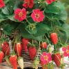 Strawberry Alpine Pineapple Ruby Ann