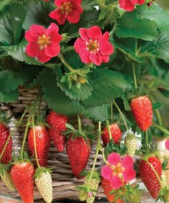 Strawberry Alpine Pineapple Ruby Ann