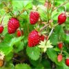 Strawberry Alpine Remontant Rujana