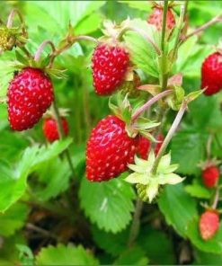 Strawberry Alpine Remontant Rujana