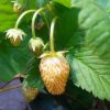 Alpine Strawberry Yellow Wonder