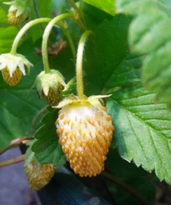 Alpine Strawberry Yellow Wonder