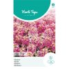 alyssum rosie