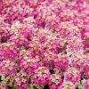 HT Alyssum seeds Rosie O'Day 0.5g