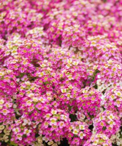 HT Alyssum seeds Rosie O'Day 0.5g