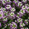 HT Alyssum seeds Royal Carpet 0.5g