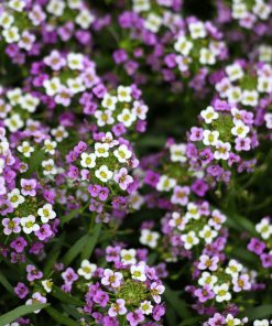 HT Alyssum seeds Royal Carpet 0.5g