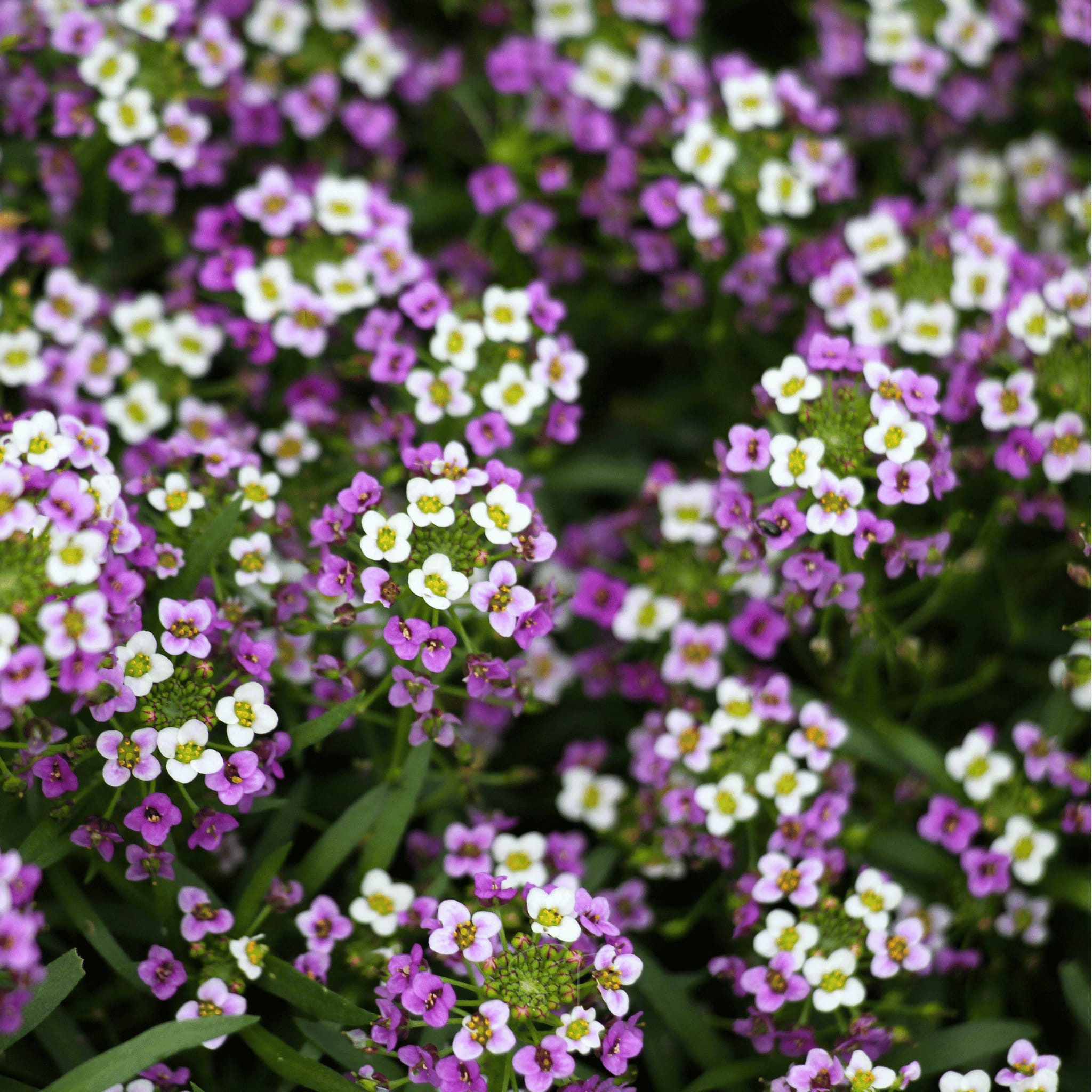 HT Alyssum seeds Royal Carpet 0.5g