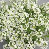 HT Alyssum seeds Snow Cover 0.5g
