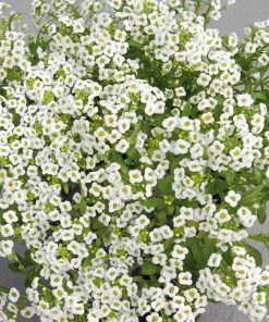 HT Alyssum seeds Snow Cover 0.5g