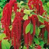 Amaranth