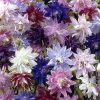 Aquilegia Columbine Tall mixed