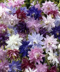 Aquilegia Columbine Tall mixed