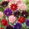 aquilegia double flower columbine mixed
