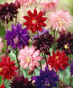 aquilegia double flower columbine mixed