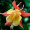 HT Aquilegia seeds Mrs. Scott Elliott 0.5g