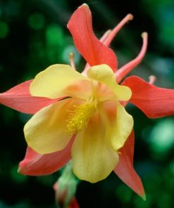 HT Aquilegia seeds Mrs. Scott Elliott 0.5g