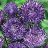 Aster Ribbon Blue