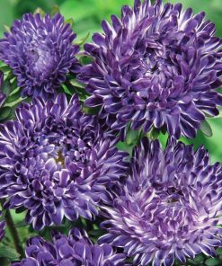 Aster Ribbon Blue