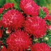 Aster Juwel Granat
