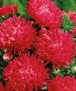 Aster Juwel Granat