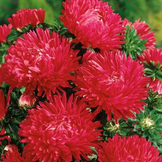Aster Juwel Granat