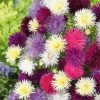 Aster Needle Mixed