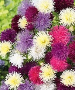 Aster Needle Mixed