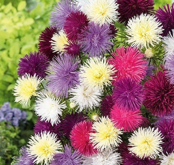 Aster Needle Mixed