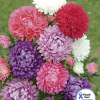 Aster Paeoniflowered Mixed