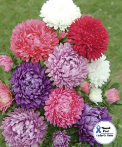 Aster Paeoniflowered Mixed