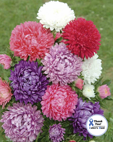 Aster Paeoniflowered Mixed