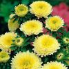 aster-balloon-yellow