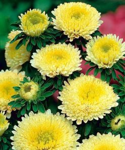 aster-balloon-yellow