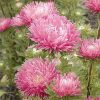 Aster Juwel Lilac Rose