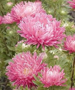 Aster Juwel Lilac Rose