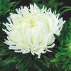 Aster Krallen Birma White