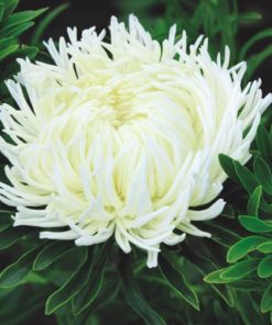 Aster Krallen Birma White
