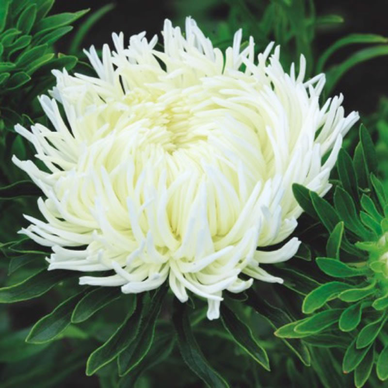 Aster Krallen Birma White
